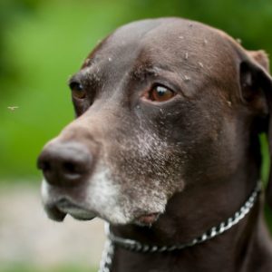 canine-heartworm-in-dogs